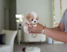 Toy Poodle puppies Image eClassifieds4u 4