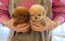 Toy poodle puppies near me Image eClassifieds4u 4