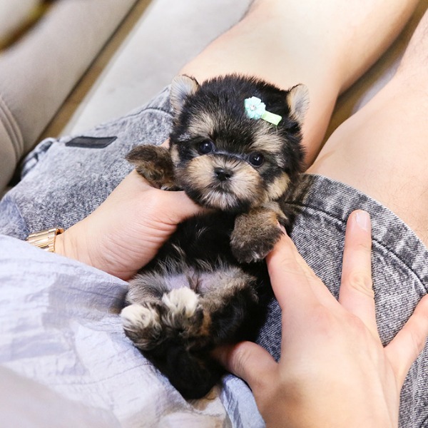 Male and female Morkie puppies Image eClassifieds4u
