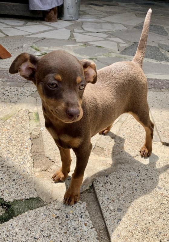 Miniature Pinschers puppies Ready for adoption.... Image eClassifieds4u