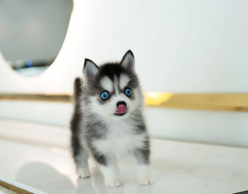 Pomsky puppies available Image eClassifieds4u