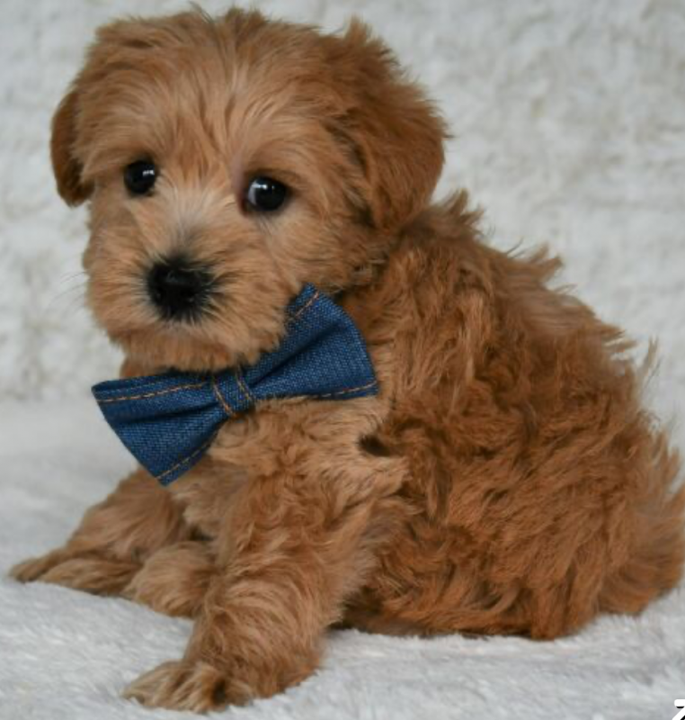 Shoodle Puppies available Image eClassifieds4u