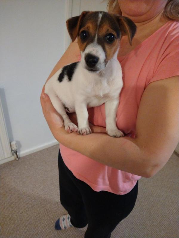 Traditional Tricolor Jack Russell puppies for Adoption.. !!! Image eClassifieds4u