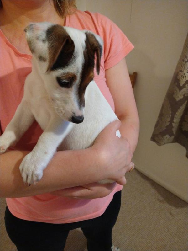 Traditional Tricolor Jack Russell puppies for Adoption.. !!! Image eClassifieds4u