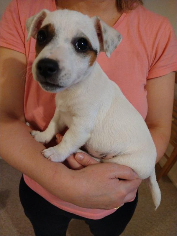 Traditional Tricolor Jack Russell puppies for Adoption.. !!! Image eClassifieds4u