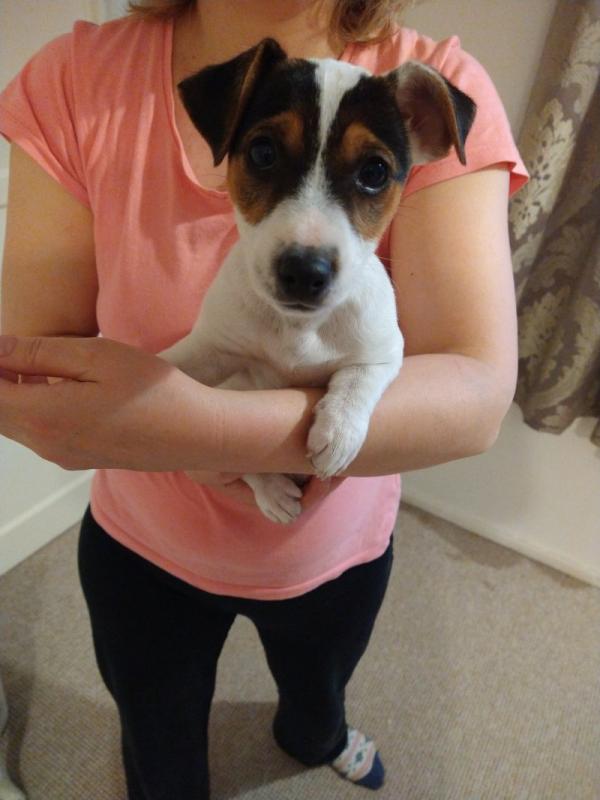 Traditional Tricolor Jack Russell puppies for Adoption.. !!! Image eClassifieds4u