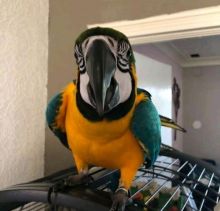 Macaw parrots for adoption