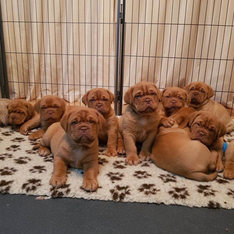 Dogue de Bordeaux pups reasy for adoption Image eClassifieds4u