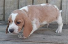 Excellence lovely Male and Female beagle Puppies for adoption Image eClassifieds4u 2