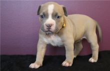 Excellence lovely Male and Female pit bull dog Puppies for adoption Image eClassifieds4u 2