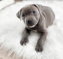 Excellence lovely Male and Female pit bull dog Puppies for adoption Image eClassifieds4u 3