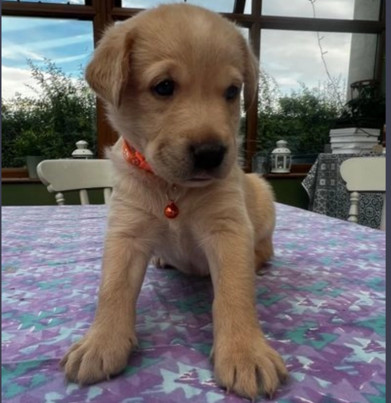 Labrador Pups for sale Image eClassifieds4u