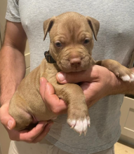 American Pit Bull terrier puppies
