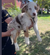 Australian shepherds puppies for sale