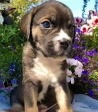 Beautiful Cane Corso Puppies!