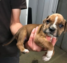 Beautiful KC registered Boxer Puppies