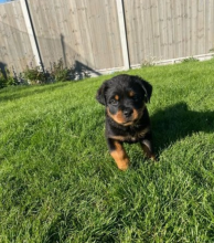 Champion blood line Rottweilers