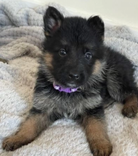 Quality German Shepard puppies for sale