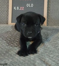 Staffordshire bull terrier puppies