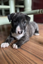 Super Bull Terrier Male and female puppies for sale