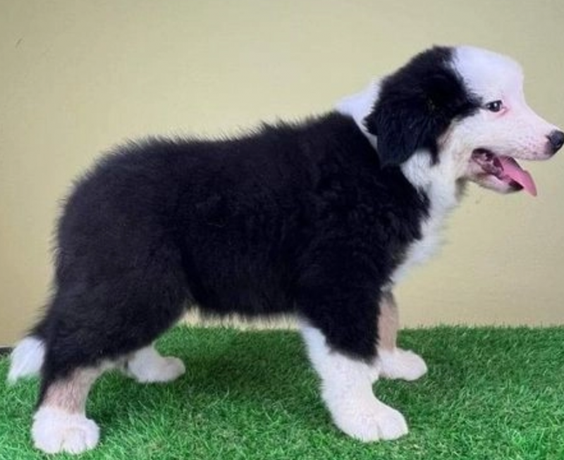 Australian shepherds puppies for sale Image eClassifieds4u
