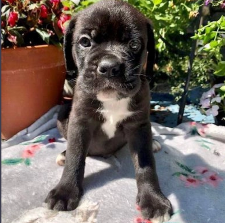 Beautiful Cane Corso Puppies! Image eClassifieds4u