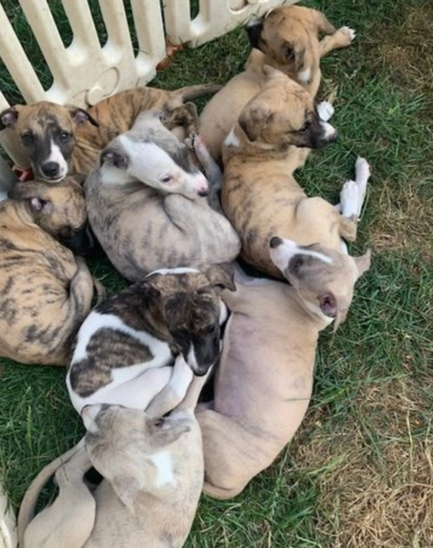 BEAUTIFUL SHOW QUALITY KC WHIPPETS Image eClassifieds4u