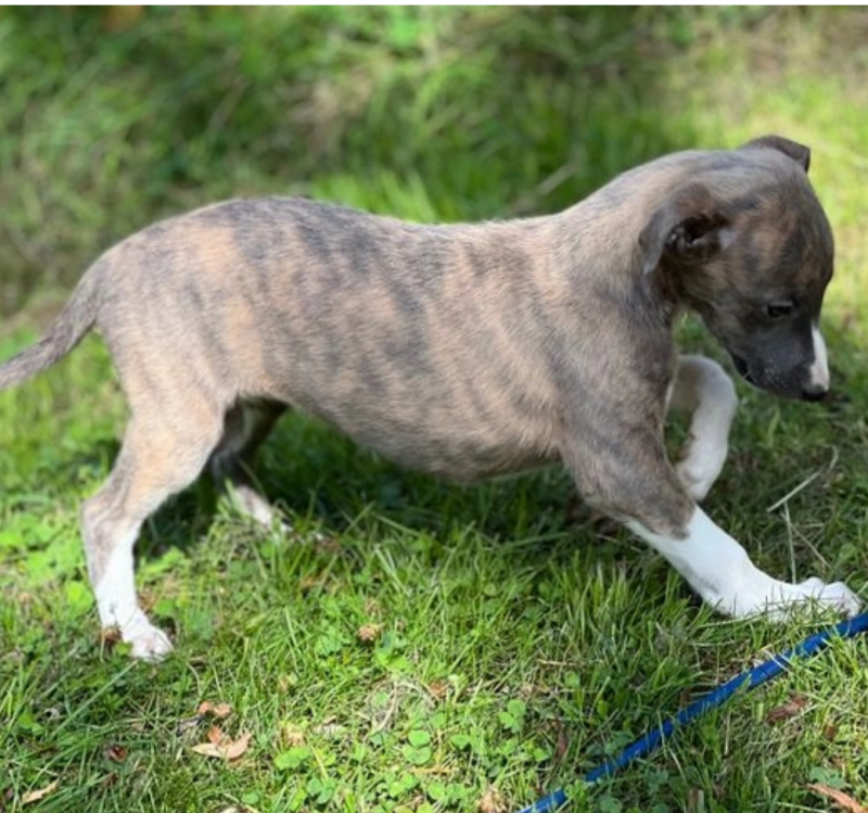 BEAUTIFUL SHOW QUALITY KC WHIPPETS Image eClassifieds4u