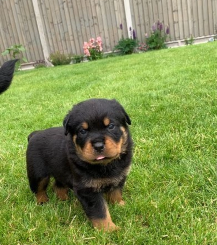 Champion blood line Rottweilers Image eClassifieds4u