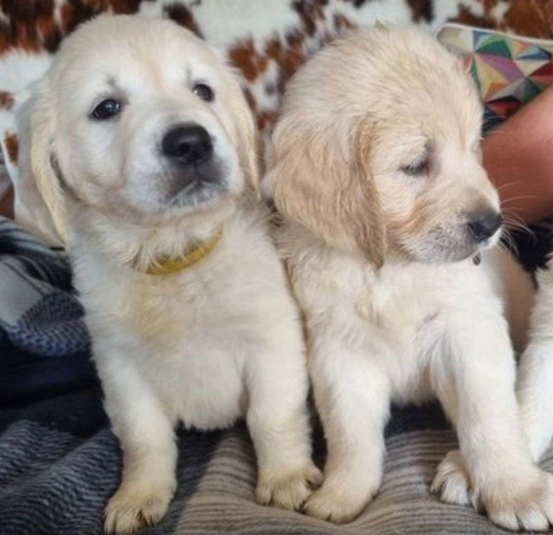 Chunky Golden Retriever Puppies Image eClassifieds4u