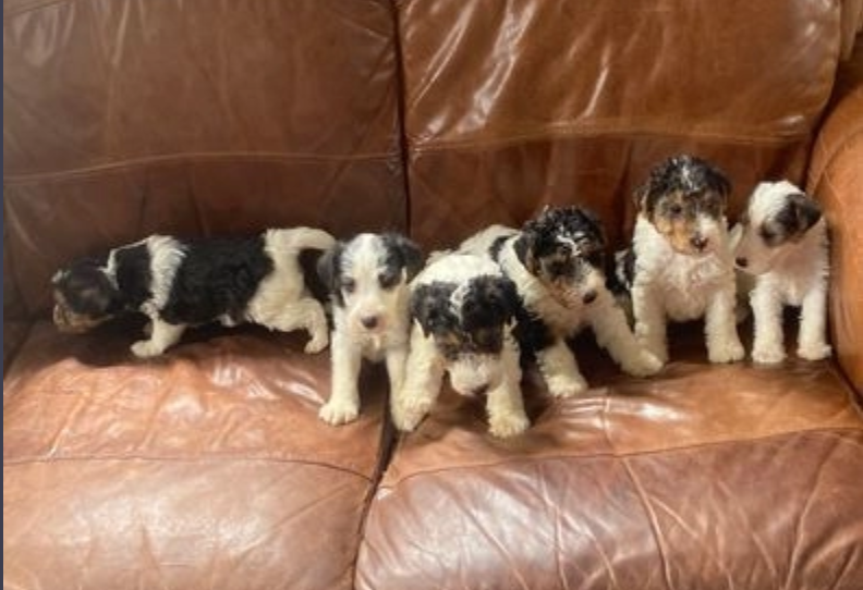 Fox terrier pups for sale Image eClassifieds4u