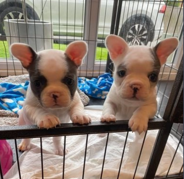 French Bulldog Puppies Image eClassifieds4u