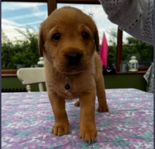 Labrador Pups for sale Image eClassifieds4u 2