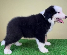 Australian shepherds puppies for sale Image eClassifieds4u 2