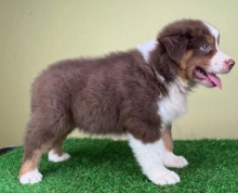 Australian shepherds puppies for sale Image eClassifieds4u 3