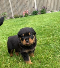 Champion blood line Rottweilers Image eClassifieds4u 2