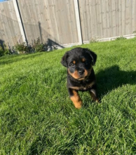 Champion blood line Rottweilers Image eClassifieds4u 1