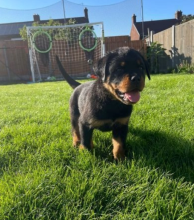 Champion blood line Rottweilers Image eClassifieds4u 3