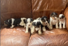 Fox terrier pups for sale Image eClassifieds4U