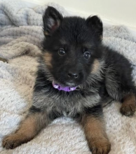 Quality German Shepard puppies for sale Image eClassifieds4u 1