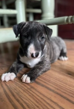 Super Bull Terrier Male and female puppies for sale Image eClassifieds4u 1