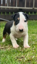 Super Bull Terrier Male and female puppies for sale Image eClassifieds4u 2