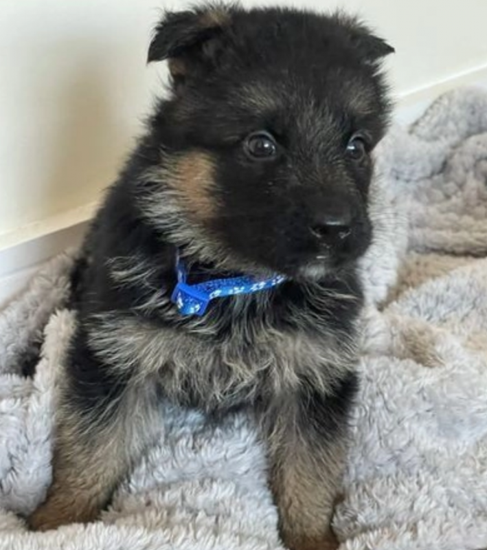 Quality German Shepard puppies for sale Image eClassifieds4u