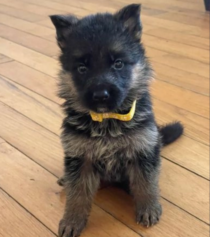 Quality German Shepard puppies for sale Image eClassifieds4u