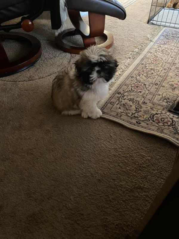 Shih Tzu Puppies Purebred For Sale GORGEOUS!! Image eClassifieds4u