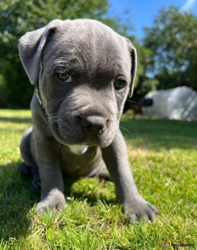 Staffordshire bull terrier puppies Image eClassifieds4u