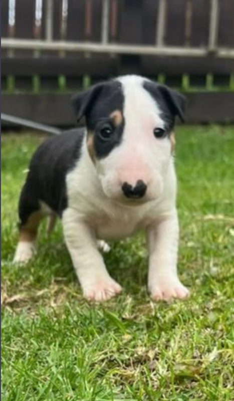 Super Bull Terrier Male and female puppies for sale Image eClassifieds4u
