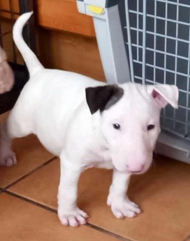 Super Bull Terrier Male and female puppies for sale Image eClassifieds4u