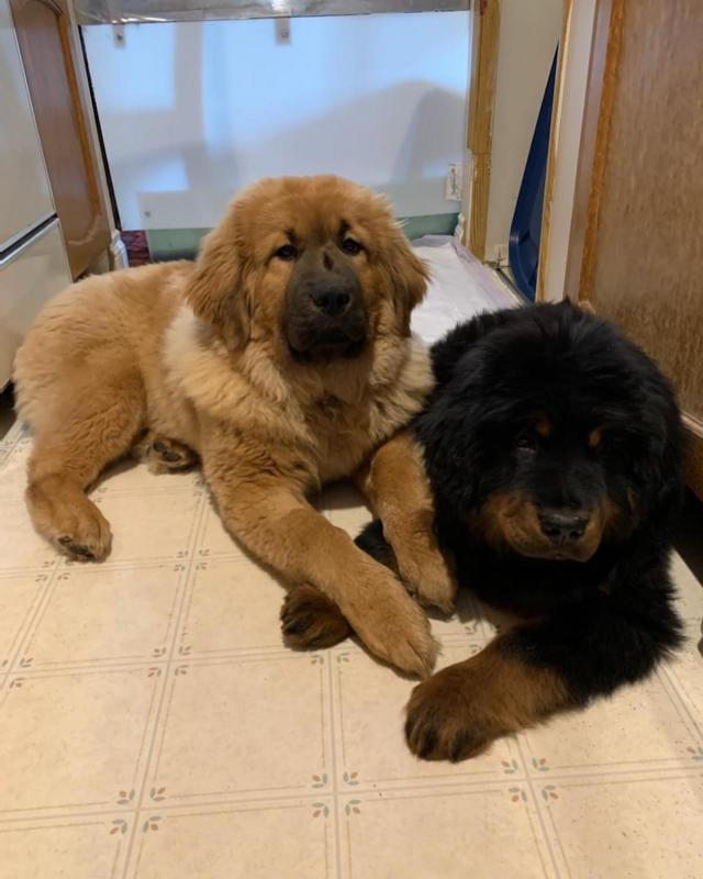 Tibetan Mastiff Puppies, Adorable Looking For Their Forever Family Image eClassifieds4u