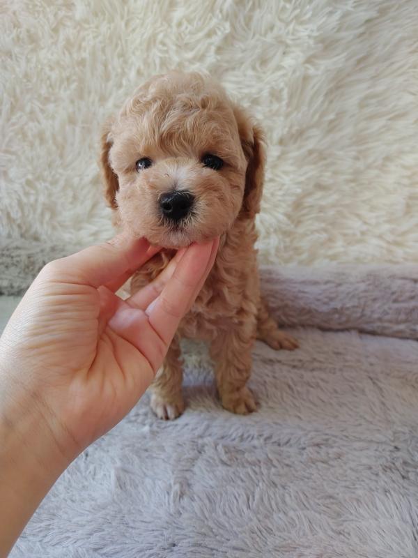 Toy Poodle Puppies Ready Now Image eClassifieds4u